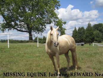 MISSING EQUINE Jasmine, REWARD Near Pinnacle, NC, 27043